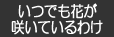 いつでも花が咲いているわけ